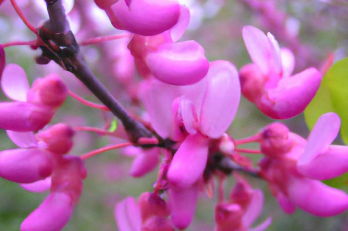 Judaszowiec – charakterystyka rośliny