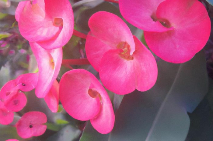 Judaszowiec chiński – jak uprawiać i pielęgnować Cercis chinensis?