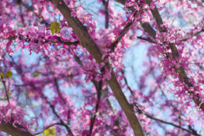 Judaszowiec kanadyjski – drzewko o pięknych różowych kwiatach