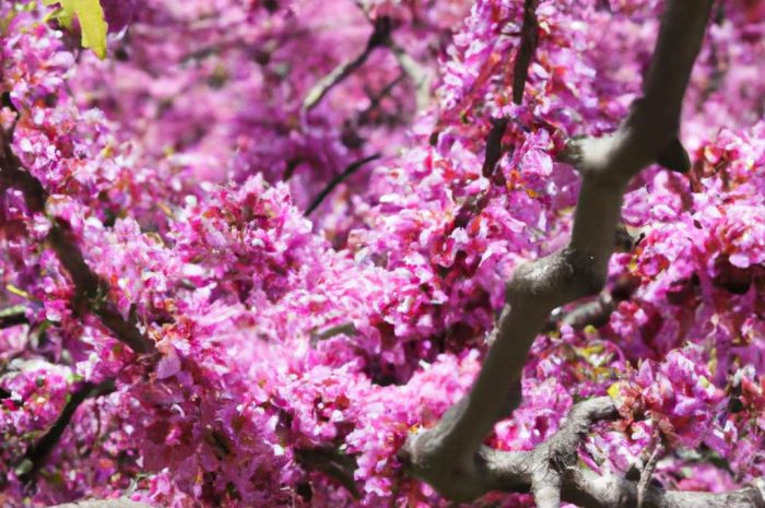 Judaszowiec południowy – opis, uprawa i pielęgnacja Cercis siliquastrum