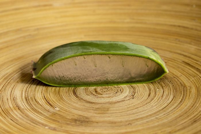 Juka aloesowa – piękne liście i kwiaty w doniczce lub w ogrodzie