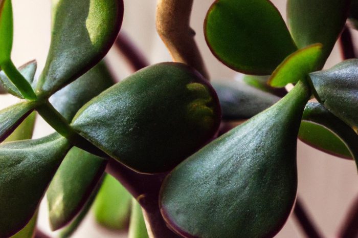 Juka gwatemalska – łatwa w uprawie roślina domowa