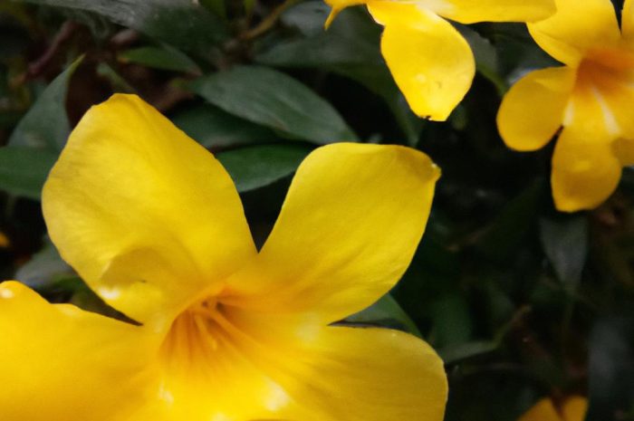 Juka karolińska – jeden z najbardziej ozdobnych przedstawicieli swojego rodzaju