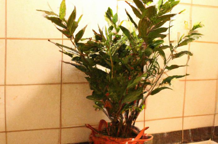 Juka rostrata – mała palma, którą możesz mieć w domu. Jak ją pielęgnować?