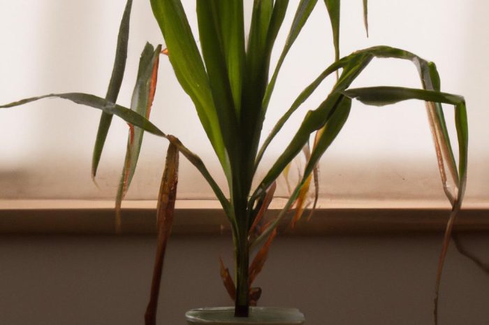 Jukka (Yucca) – czy można uprawiać egzotyczny okaz w doniczce?