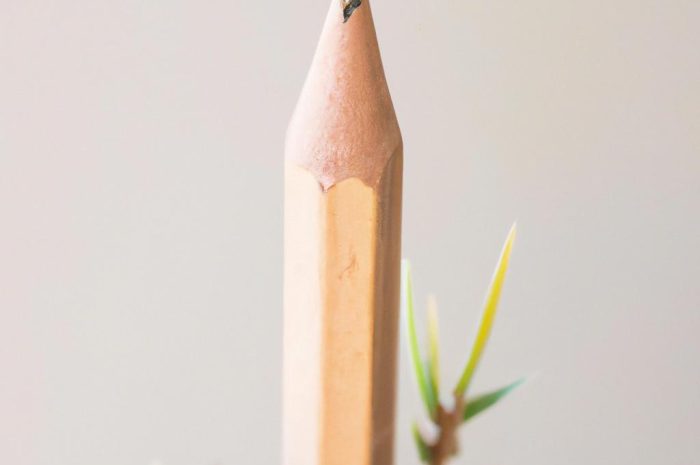Juncus Pencil Grass, czyli sit ołówkowy – ciekawa odmiana trawy ozdobnej