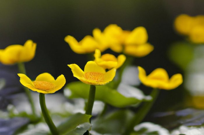 Kaczeniec błotny – wiosenna roślina z podmokłych terenów. Uprawa, pielęgnacja i hodowla w ogrodzie