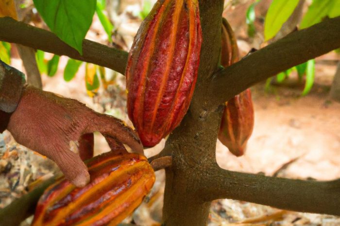 Kakaowiec właściwy – jak wygląda uprawa kakao na plantacji?