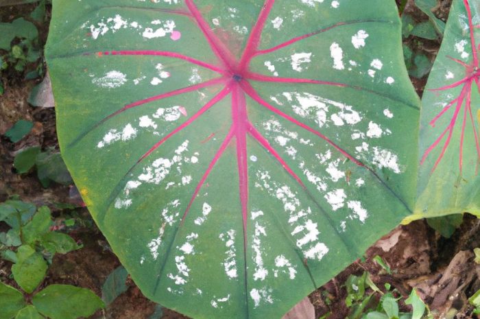 Kaladium – zjawiskowo ozdobne liście w doniczce