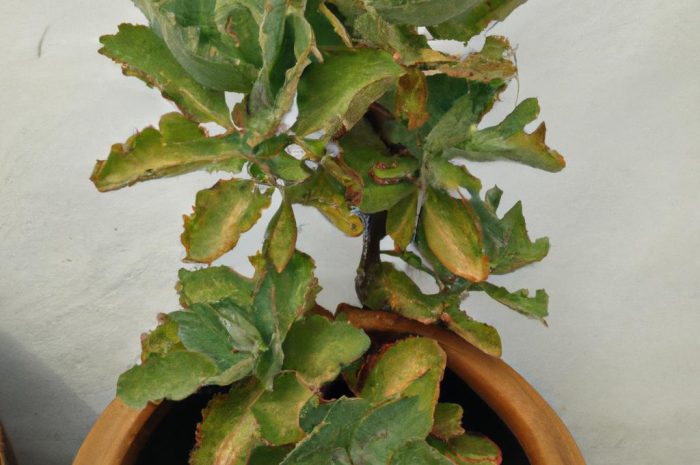 Kalanchoe – piękna roślina o niewielkich wymaganiach