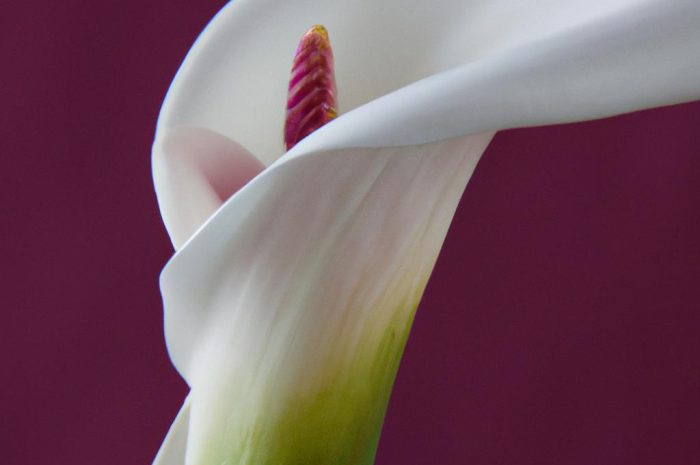 Kalia ogrodowa (Cantedeskia, Calla) – sadzenie i uprawa wyjątkowej rośliny ozdobnej