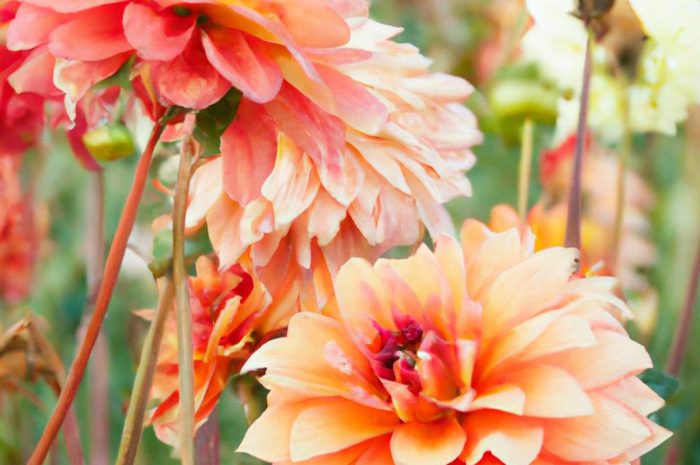 Kalia ogrodowa – zimowanie i przechowywanie bulw przez zimę