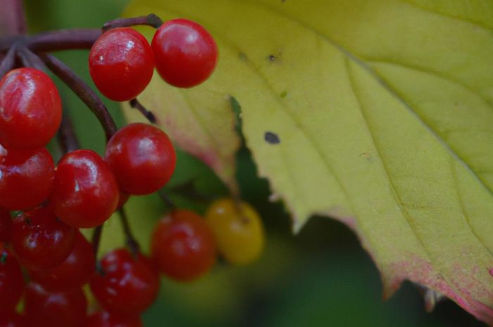 Kalina Hordowina – uprawa i pielęgnacja viburnum lantana