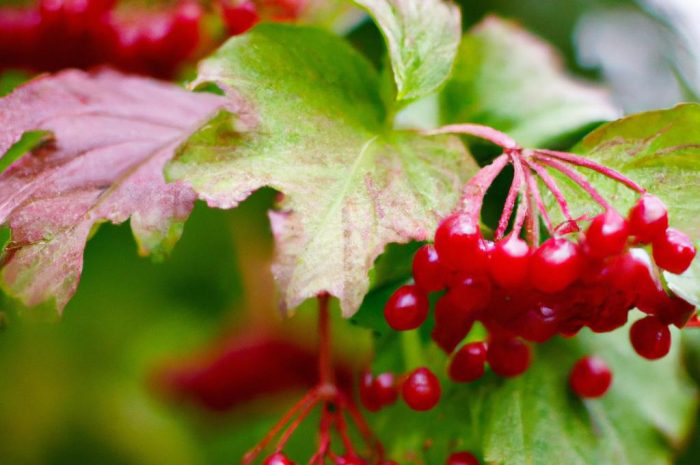 Kalina angielska – piękna i oryginalna roślina ozdobna