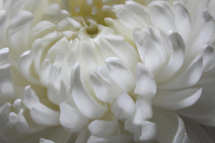 Kalina koralowa – uprawa białych pomponów