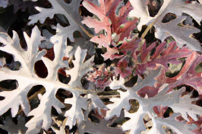 Kalocefalus browna (Calocephalus brownii) – srebrzysty unikat!