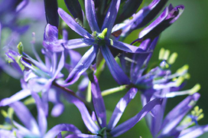 Kamasja (Camassia) – poznaj ten piękny kwiat. Uprawa, rozmnażanie, gatunki i odmiany