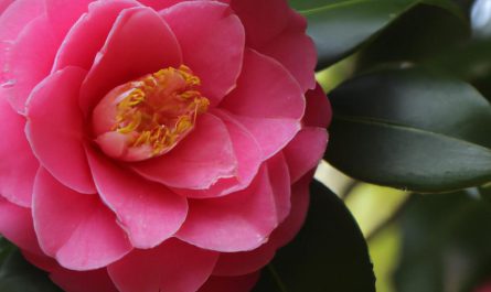 Bromelia doniczkowa – niezwykle urodziwy kwiat w twojej donicy! Z czym wiąże się jej uprawa i pielęgnacja?