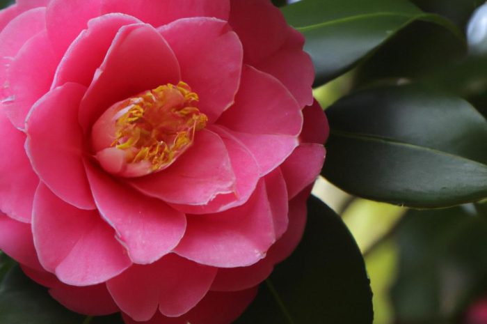 Kamelia japońska – gwiazda ogrodu delikatna jak płatek róży