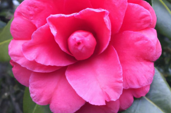 Kamelia – przypominający różę gość z Azji