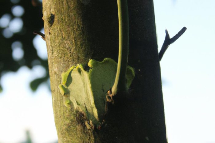 Kanianka – jedna z najbardziej rozpowszechnionych pasożytniczych roślin
