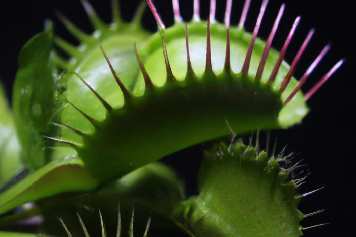 Kapturnica – kapryśna roślina owadożerna. Zasady pielęgnacji