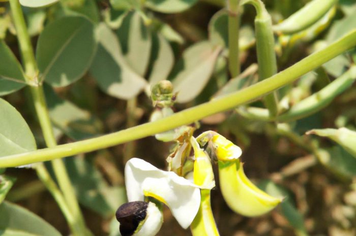 Karagana syberyjska – jak uprawiać grochodrzew syberyjski? Uprawa, cięcie i pielęgnacja