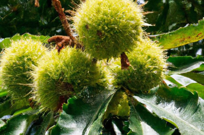 Kasztanowiec australijski – jak uprawiać tę egzotyczną roślinę zieloną?