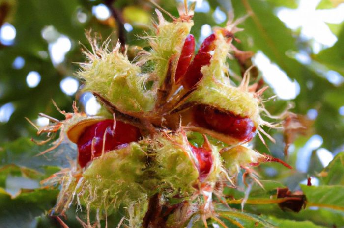 Kasztanowiec czerwony – opis, uprawa i pielęgnacja Aesculus carnea