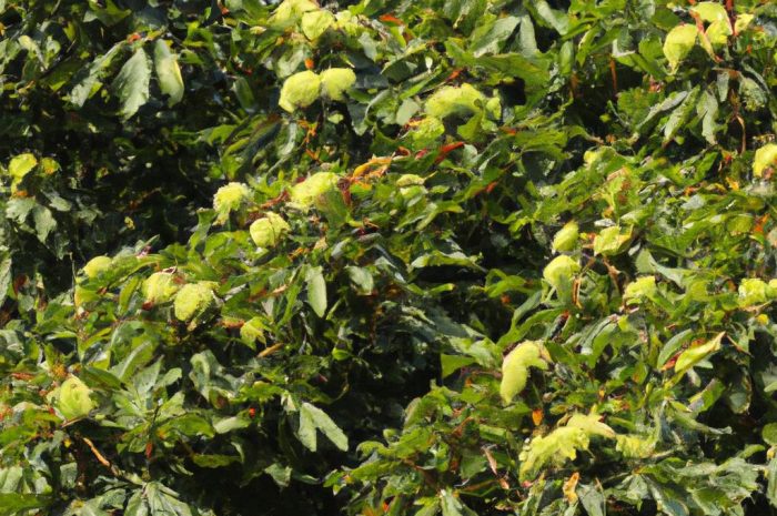 Kasztanowiec – poznaj bliżej ten gatunek pięknego drzewa i jego wymagania co do uprawy. Czy może zdobić ogród?