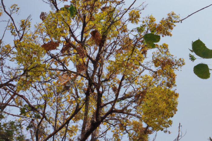 Katalpa – drzewo z Ameryki wpisane w polski krajobraz