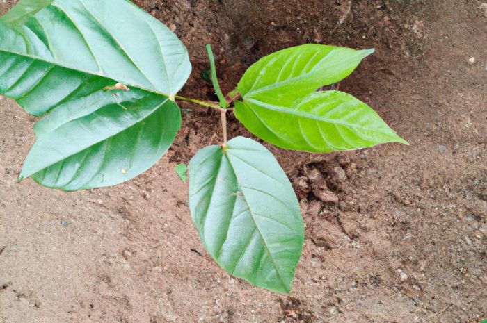 Katalpa – kiedy sadzić? Czym charakteryzuje się uprawa surmii bignoniowej?