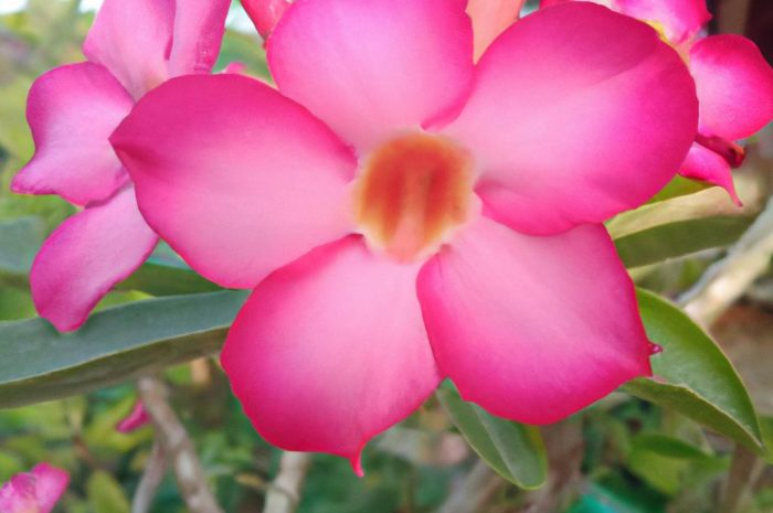 Katarantus różowy (Catharanthus roseus) – uprawa barwinka różowego