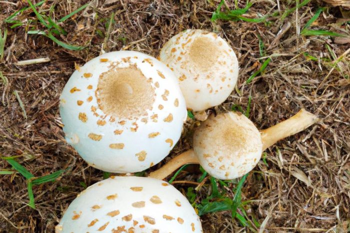 Kępkowiec jasnobrązowy (Lyophyllum decastes) – opis grzyba