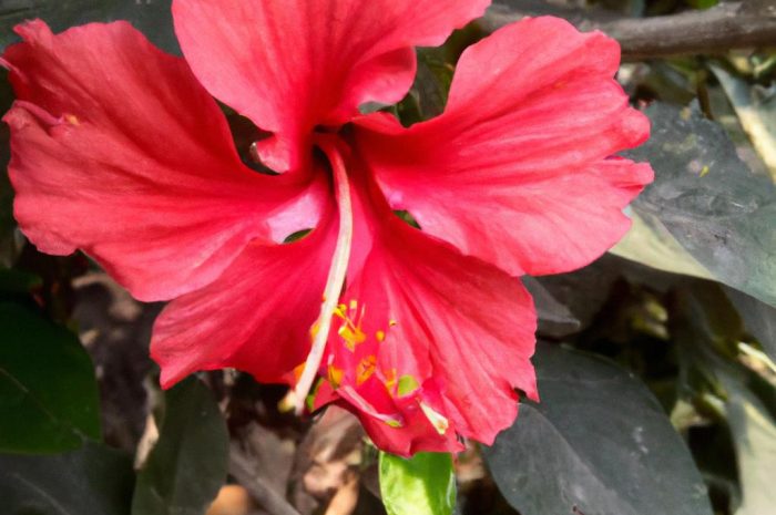 Ketmia bagienna (Hibiscus moscheutos) – piękna roślina ogrodowa o małych wymaganiach!
