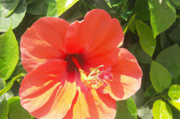 Ketmia syryjska. Co trzeba wiedzieć o hibiskusie?