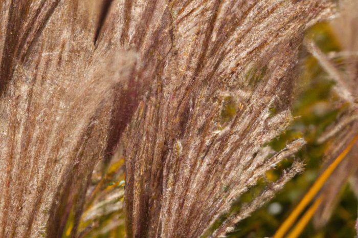 Kiedy ścinać trawy ozdobne po zimie? Ten termin jest na to najlepszy!