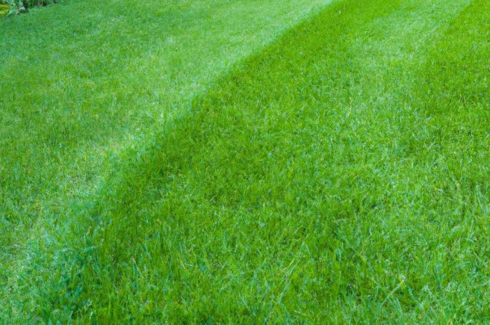 Kiedy kosić trawę, aby była zdrowa i pięknie rosła? Poznaj tajniki prawidłowego koszenia