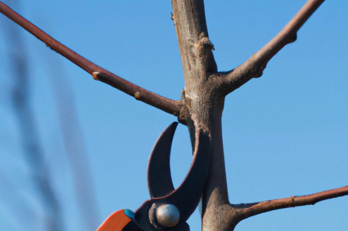 Kiedy należy wykonać cięcie śliwy oraz innych drzew owocowych? Sprawdź ciekawe informacje, które mogą ci się przydać!