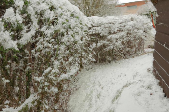 Kiedy odkrywać rośliny po zimie. Wskazówki dla miłośników ogrodnictwa