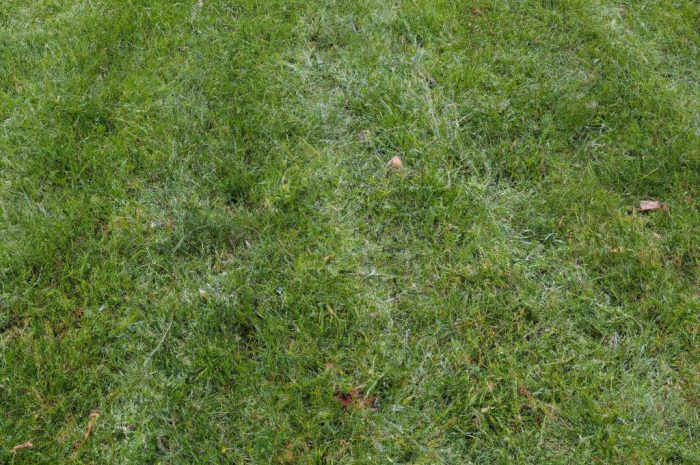 Kiedy pierwsze koszenie trawy po zimie? Ten termin jest najlepszy!