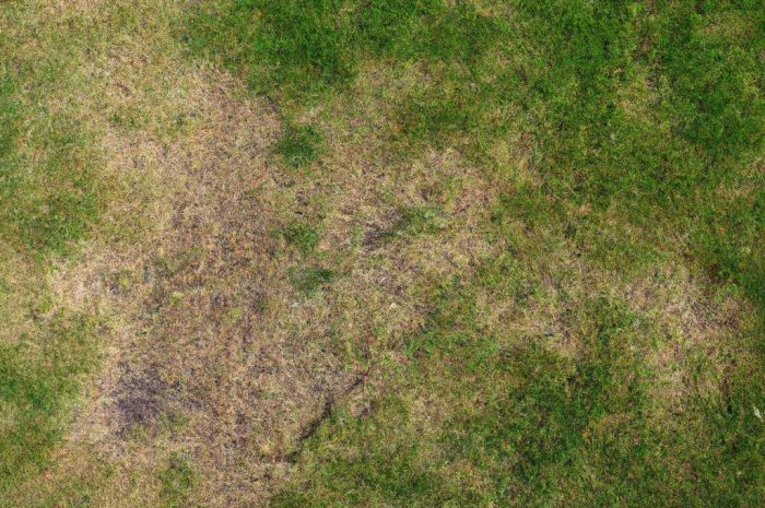 Kiedy powinieneś zaopatrzyć się w wertykulator?