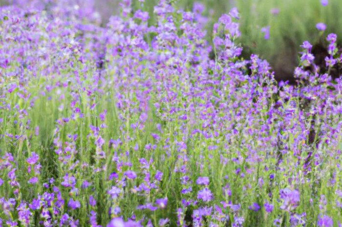 Kiedy przycinać lawendę po zimie? Mówimy, jaka pora jest najlepsza!