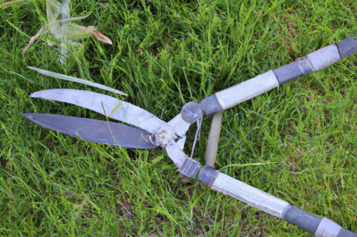 Kiedy przycinać trawy ozdobne? Dowiedz się o cięciu traw i inny zabiegach pielęgnacyjnych potrzebnym ich w ogrodzie