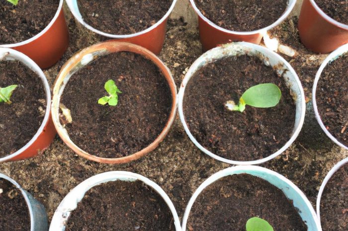 Kiedy sadzić dalie? Co trzeba wiedzieć o tych kwiatach?