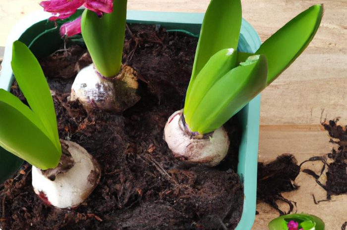 Kiedy sadzić hiacynty? Co trzeba wiedzieć o ich uprawie?