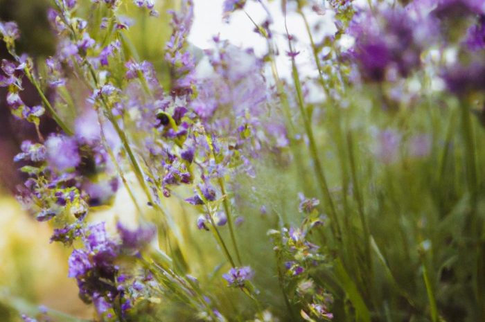 Kiedy sadzić lawendę? Wonna roślina, którą warto zaprosić do ogrodu