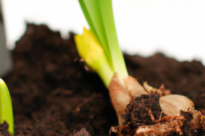 Kiedy sadzić żonkile, aby twój ogród pięknie prezentował się na wiosnę?