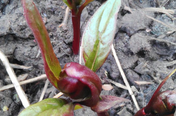 Kiedy sadzić piwonie? Co musisz wiedzieć o tych kwiatach?