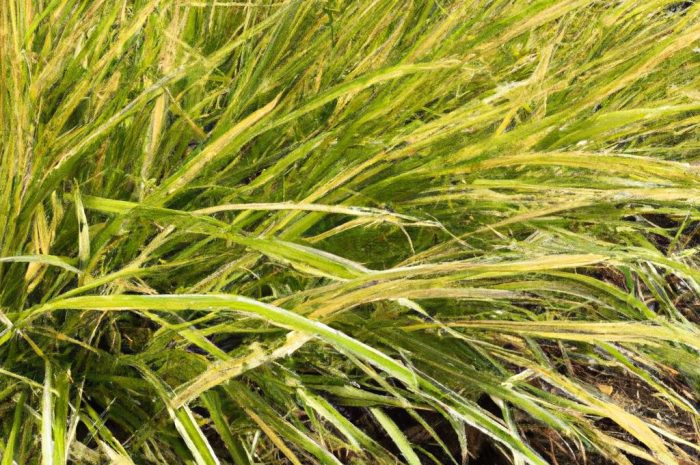 Kiedy sadzić trawy ozdobne? Co trzeba wiedzieć o ich sadzeniu?
